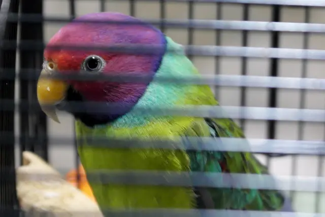 Plum  Head Parrot, Zoom, Closeup