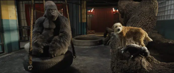 Ivan (voiced by Sam Rockwell) and Bob the dog (voiced by Danny DeVito) in Disney’s THE ONE AND ONLY IVAN, based on the award-winning book by Katherine Applegate and directed by Thea Sharrock. Photo courtesy of Disney. © 2020 Disney Enterprises, Inc. All Rights Reserved.
Ivan is in a tire swing and bob is standing on a tree inside of Ivan's cage. 